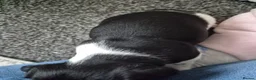 Jack Russell dogs for sale: Pure Jack russel tri colour boy puppies.  - Advert 16