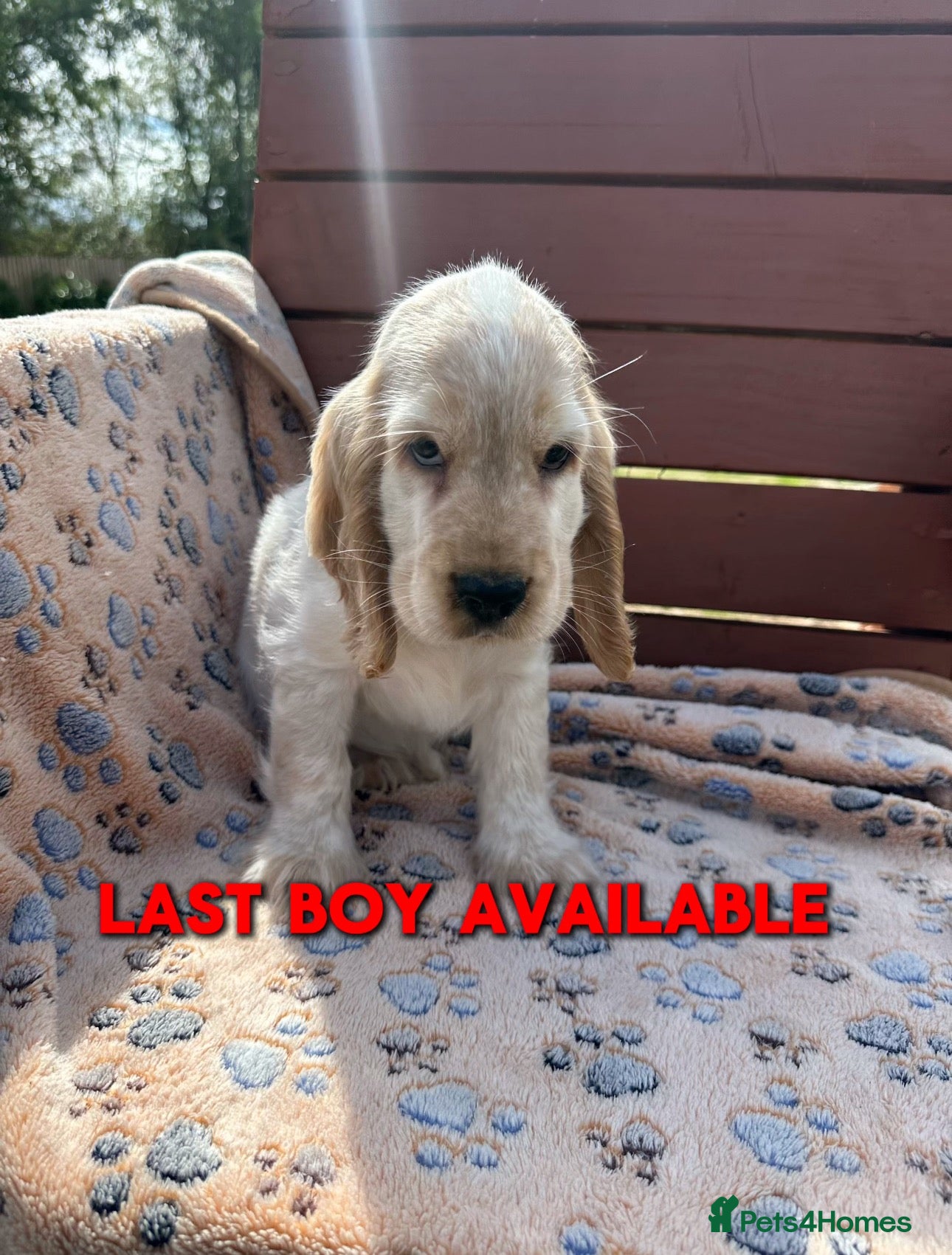 Cocker Spaniel dogs Ready to go now Show cocker spaniel for sale - Advert 1