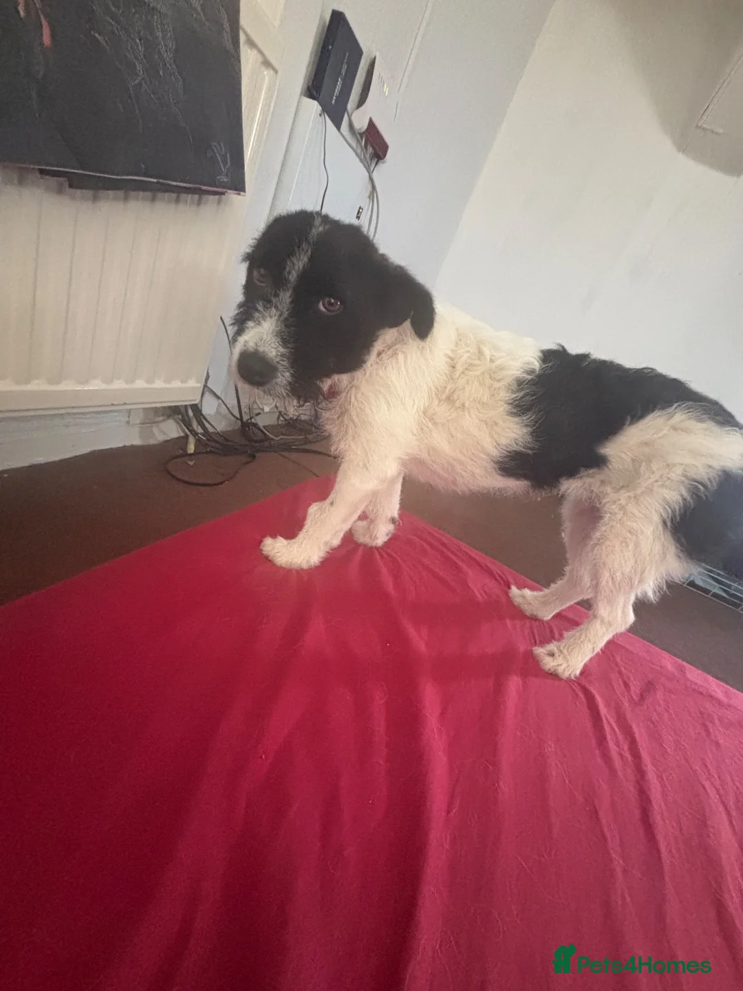 Mixed Breed dogs for adoption: Lovely Lia in Hereford - Advert 9
