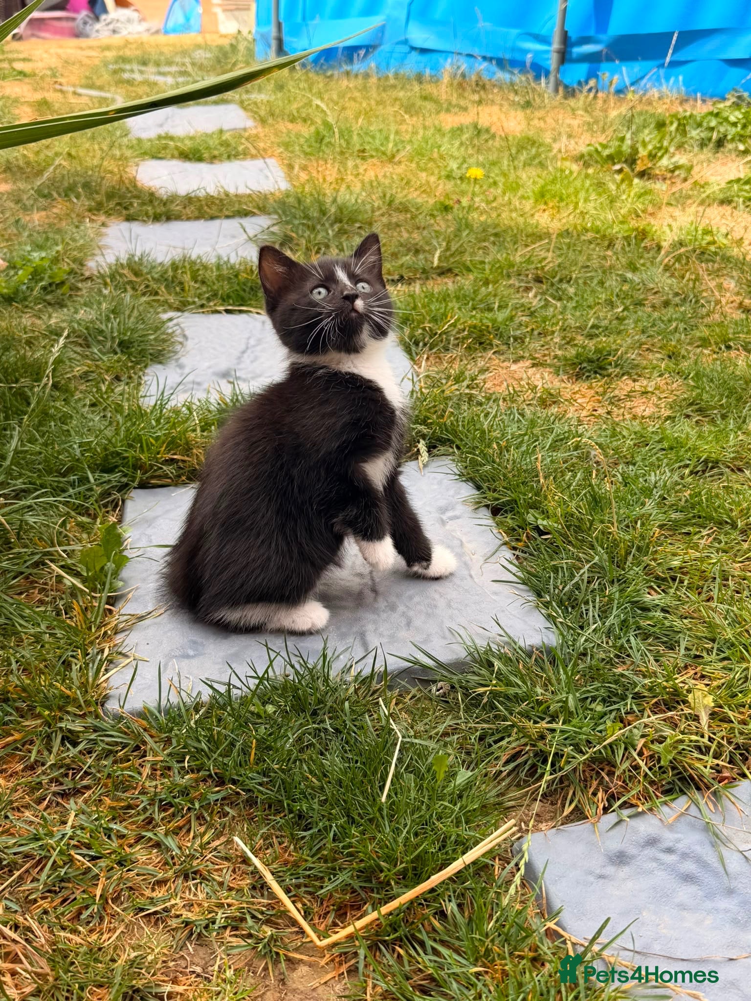 Mixed Breed cats Male kittens  - Advert 1