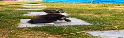 Mixed Breed cats for sale: Male kittens  in Salisbury - Advert 1
