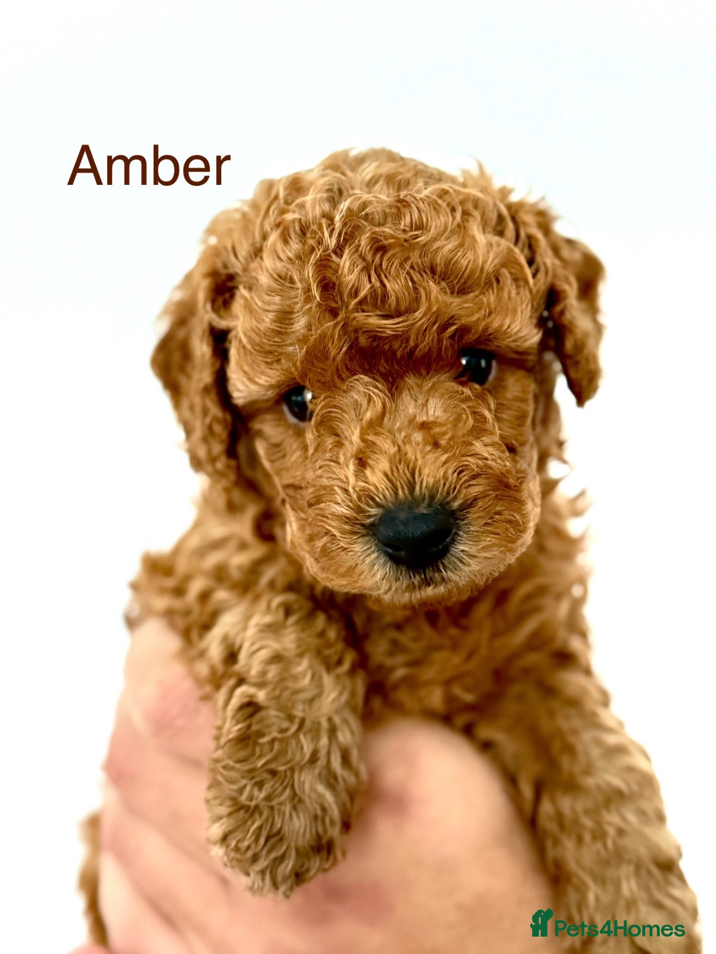 Toy Poodle dogs KC registered/5GEN Pedigree/Champion line/DNAclear - Advert 1