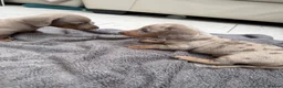 Dachshund dogs for sale: Miniature Dachshund - Advert 8