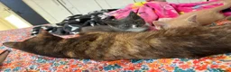 Maine Coon cats for sale: Gorgeous XL Russian Maine Coon X GCCF BSH kittens - Advert 10