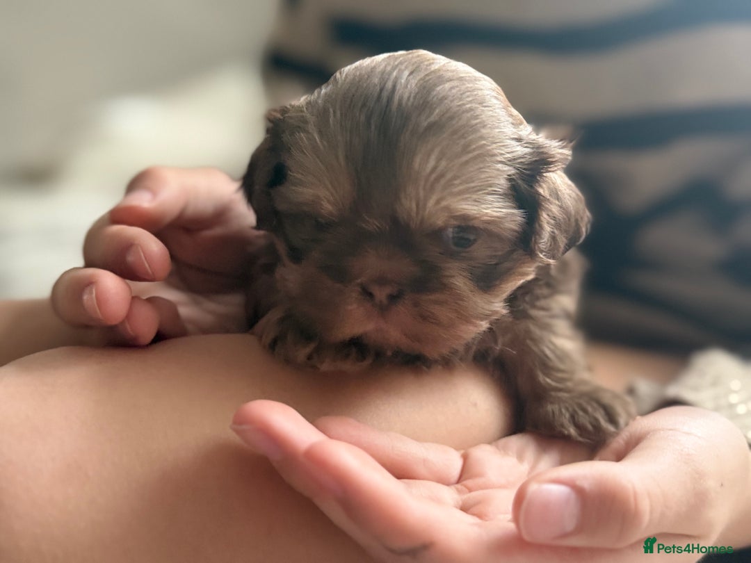 Shih Tzu dogs for sale: Shih tzu  - Advert 4