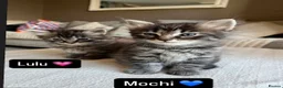 Mixed Breed cats for sale: 4 kittens for sale - Advert 2