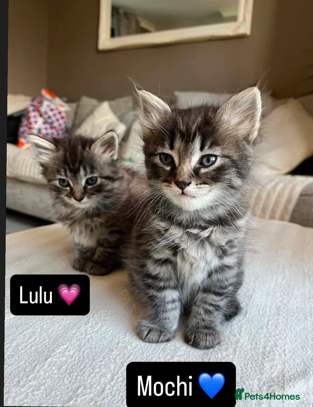 Mixed Breed cats for sale: 4 kittens for sale - Advert 2