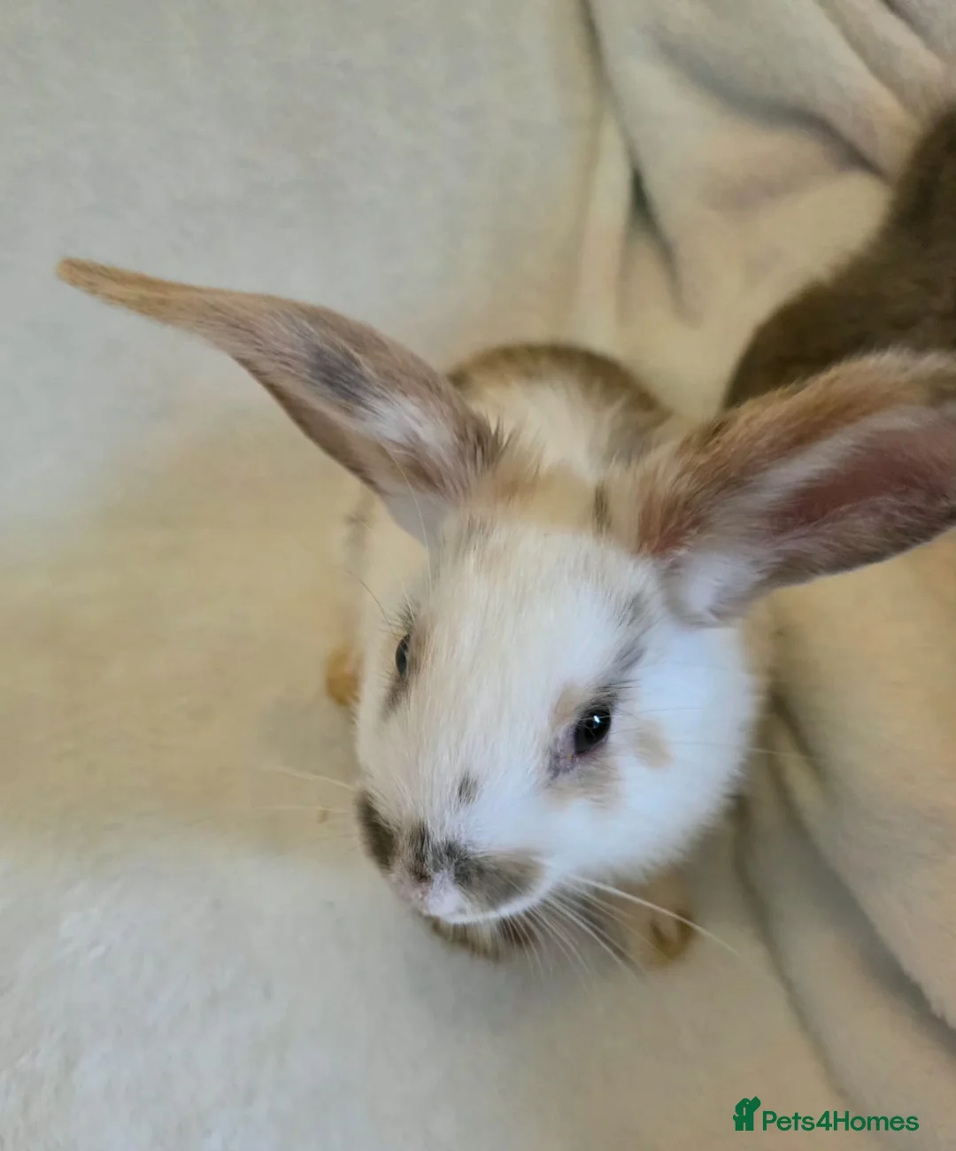 Mixed Breed rabbits for sale: Mixed giant breed rabbits in London - Advert 5