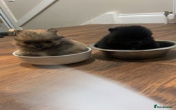 Pomeranian dogs for sale: Pomeranian puppies - Image 4