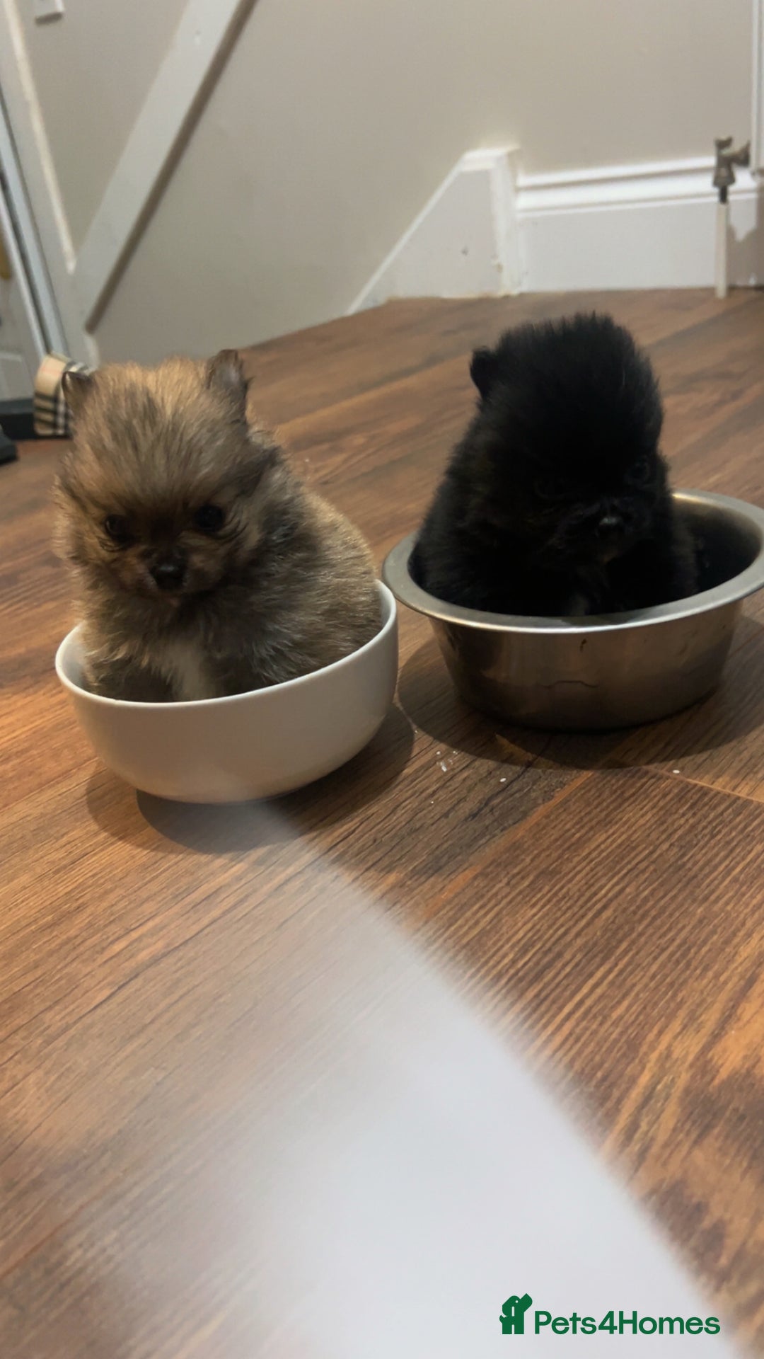 Pomeranian dogs for sale: Pomeranian puppies - Image 4