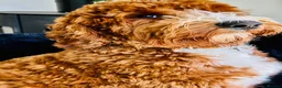 Australian Labradoodle dogs for sale: ***MR BRINKLEY'S PUPPIES*** - Advert 9