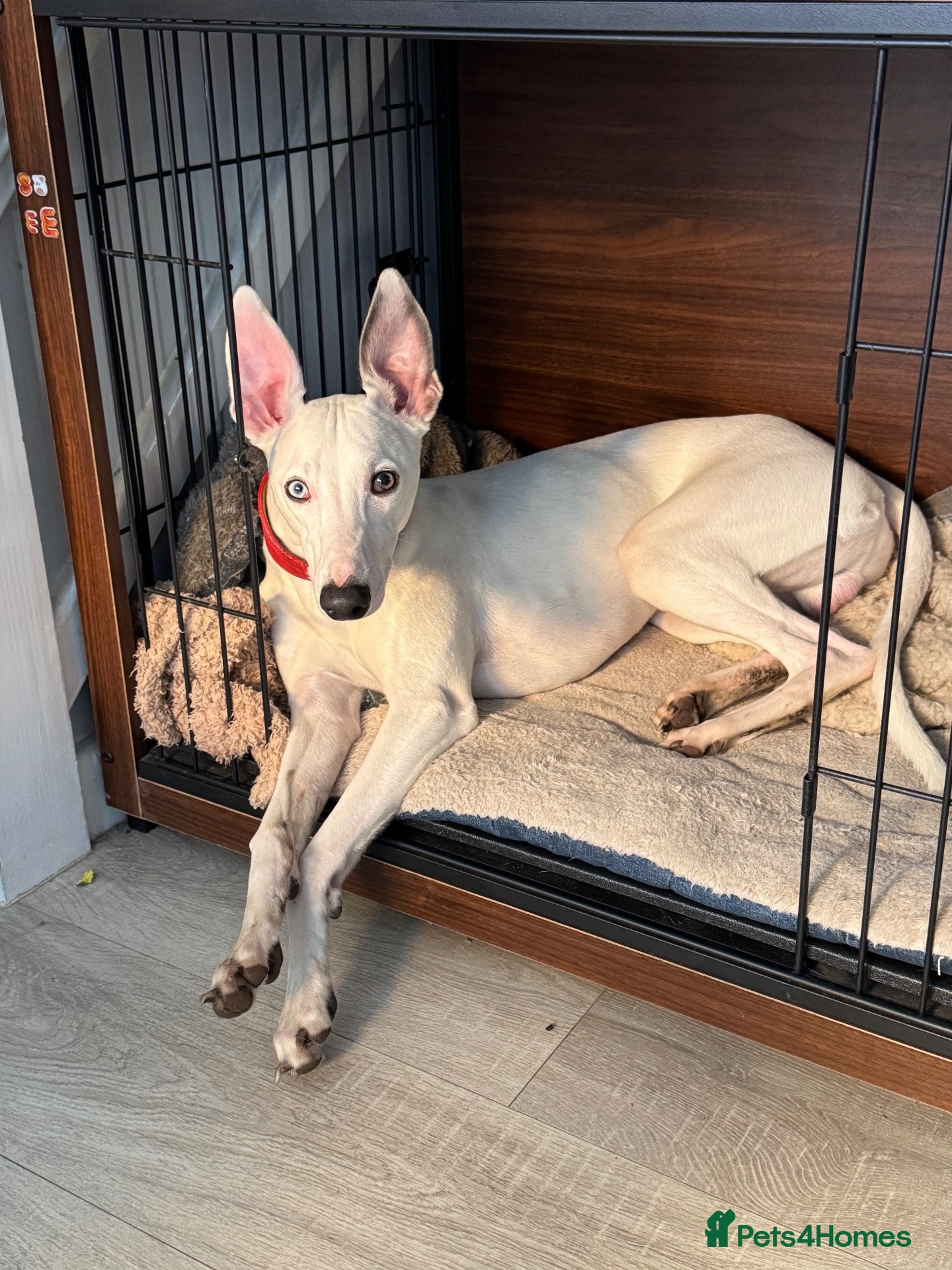 Whippet dogs for sale: 8 months old kc registered whippet boy for sale - Advert 10