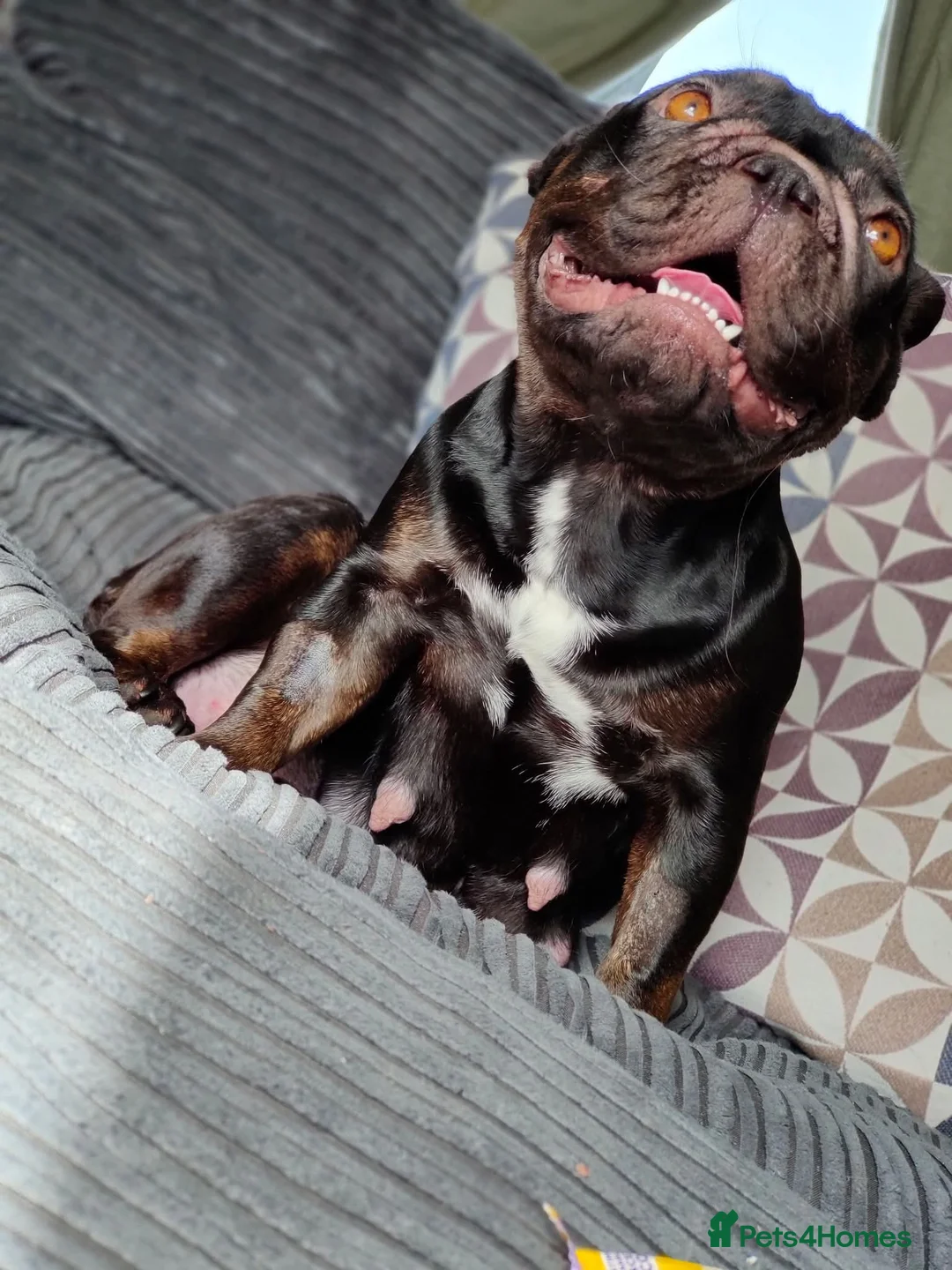 Mixed Breed dogs for sale: Frenchador female  - Advert 3