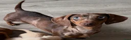 Miniature Dachshund dogs for sale: KC Registered Miniature Dachshund Puppies - Advert 4