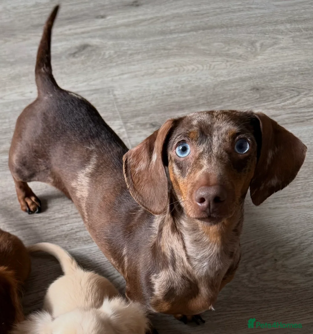 Miniature Dachshund dogs for sale: KC Registered Miniature Dachshund Puppies - Advert 4