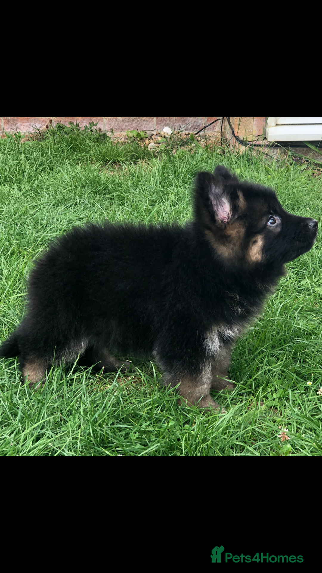 German Shepherd dogs for sale:  kc health tested long haired German shepherd pups - Image 31
