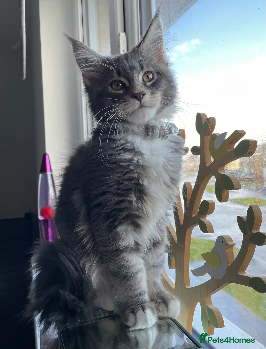 Maine Coon cats for stud: Champion Blue silver Maine Coon TICA GCCF Pedigree in Irvine - Advert 8