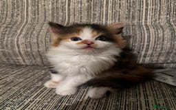 Mixed Breed cats for sale: The cutest Mixed Kittens - Image 9