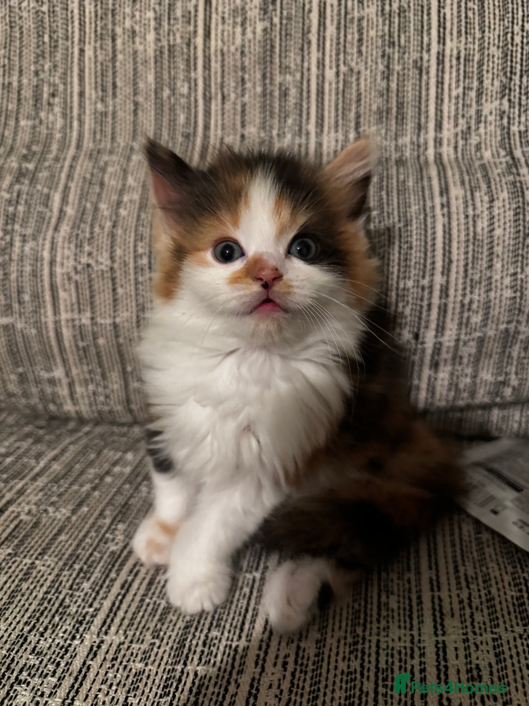 Mixed Breed cats for sale: The cutest Mixed Kittens - Image 9