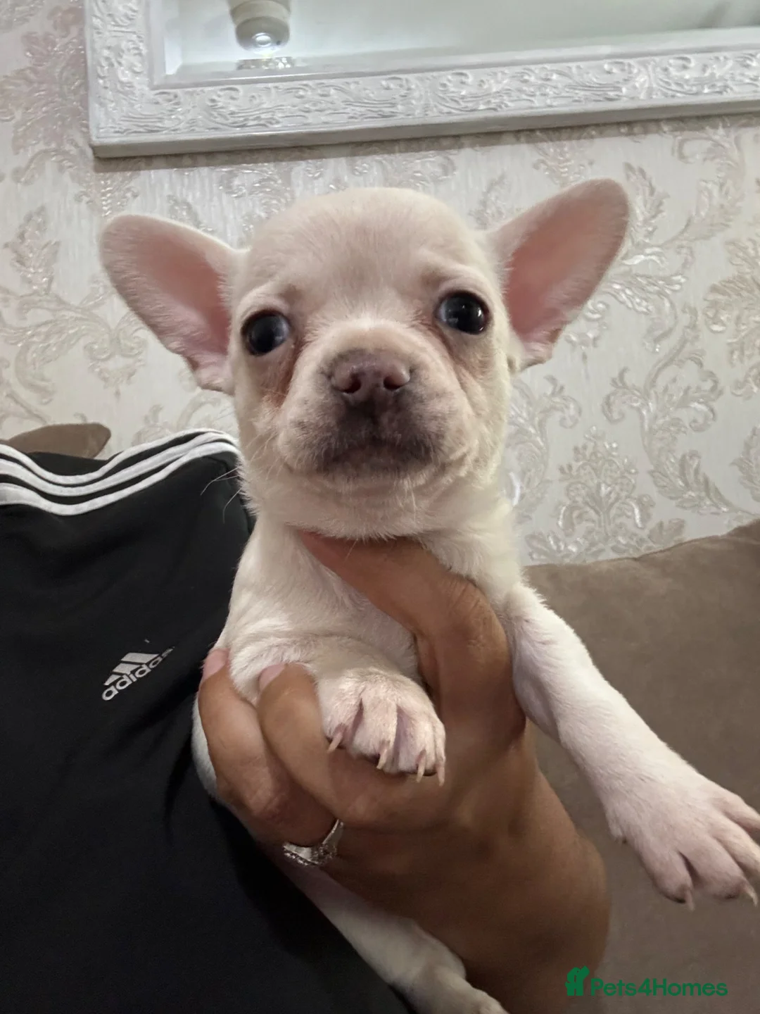 Mixed Breed dogs for sale: Chihuahua x puppies  in Tilbury - Advert 1