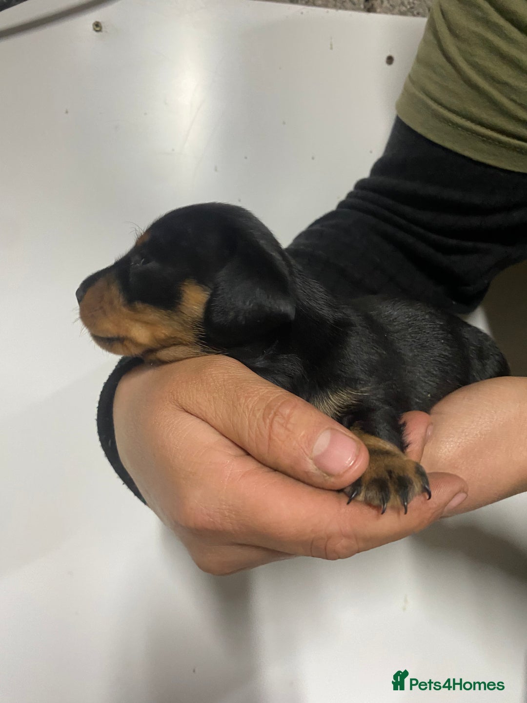 Miniature Dachshund dogs for sale: Miniature Dachshund puppies  - Advert 2