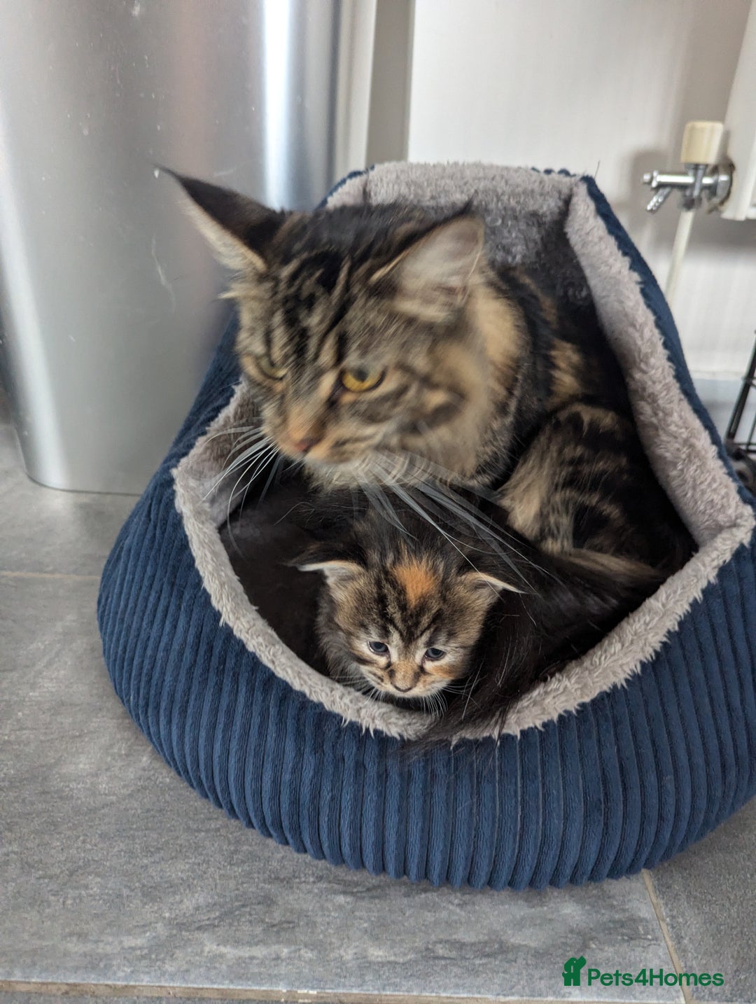 Maine Coon cats for sale: 3 gorgeous healthy full breed Maine coon kittens - Image 18