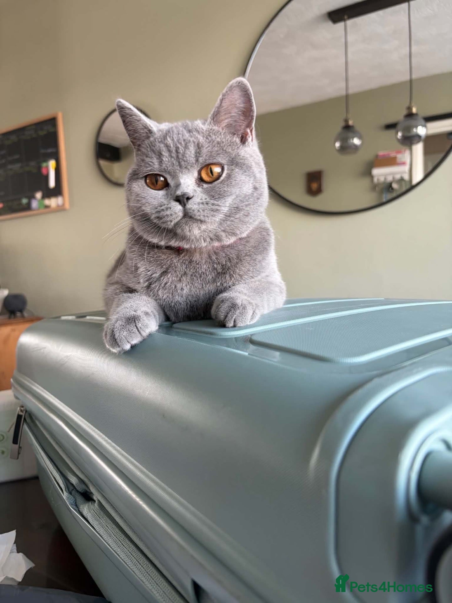 British Shorthair cats Beautiful British blue - Advert 2