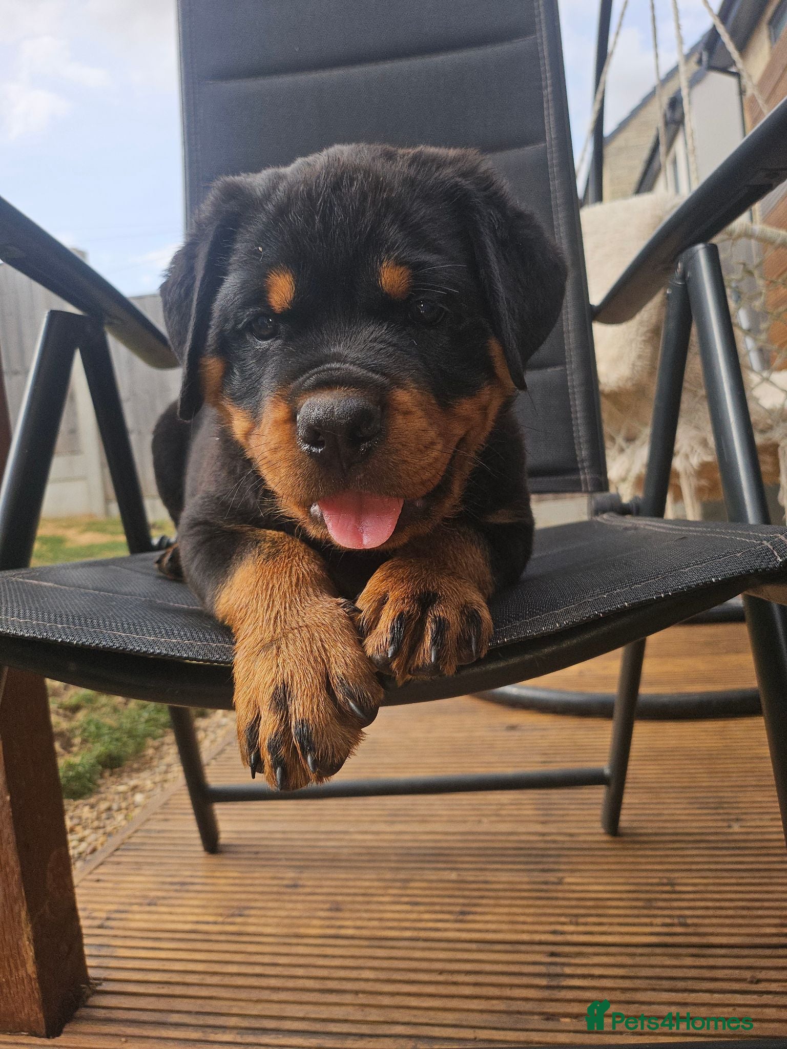 Rottweiler dogs Ready NOW KC Registered Male Rottweiler Puppies   - Advert 13