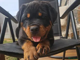 Rottweiler dogs Ready NOW KC Registered Male Rottweiler Puppies - Advert 1