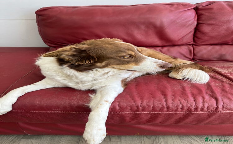 Border Collie dogs - Advert 2