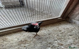 Chickens poultry for sale: Aseel Hen For Sale - Image 4