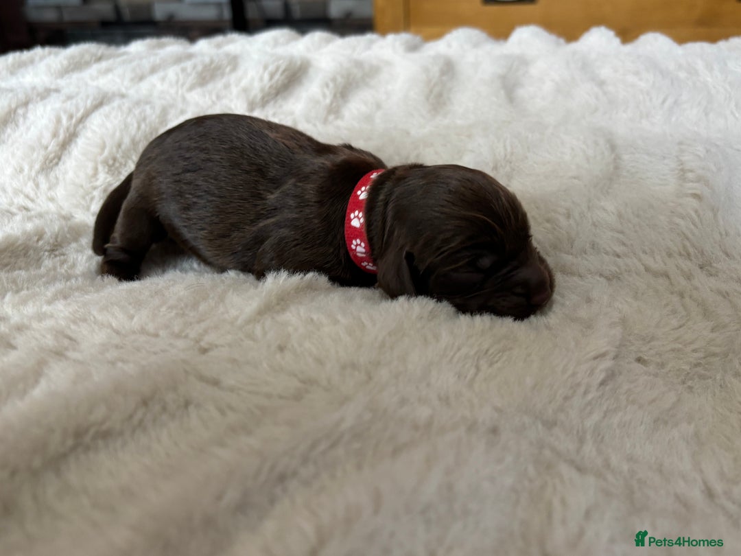 Cockapoo dogs for sale: 🍫🐶1 Female Pup Left-F1b Chocolate Cockapoo🐶🍫  - Advert 17