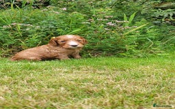 Cocker Spaniel dogs for sale: FTCH, KC REG working cocker pups - Image 19