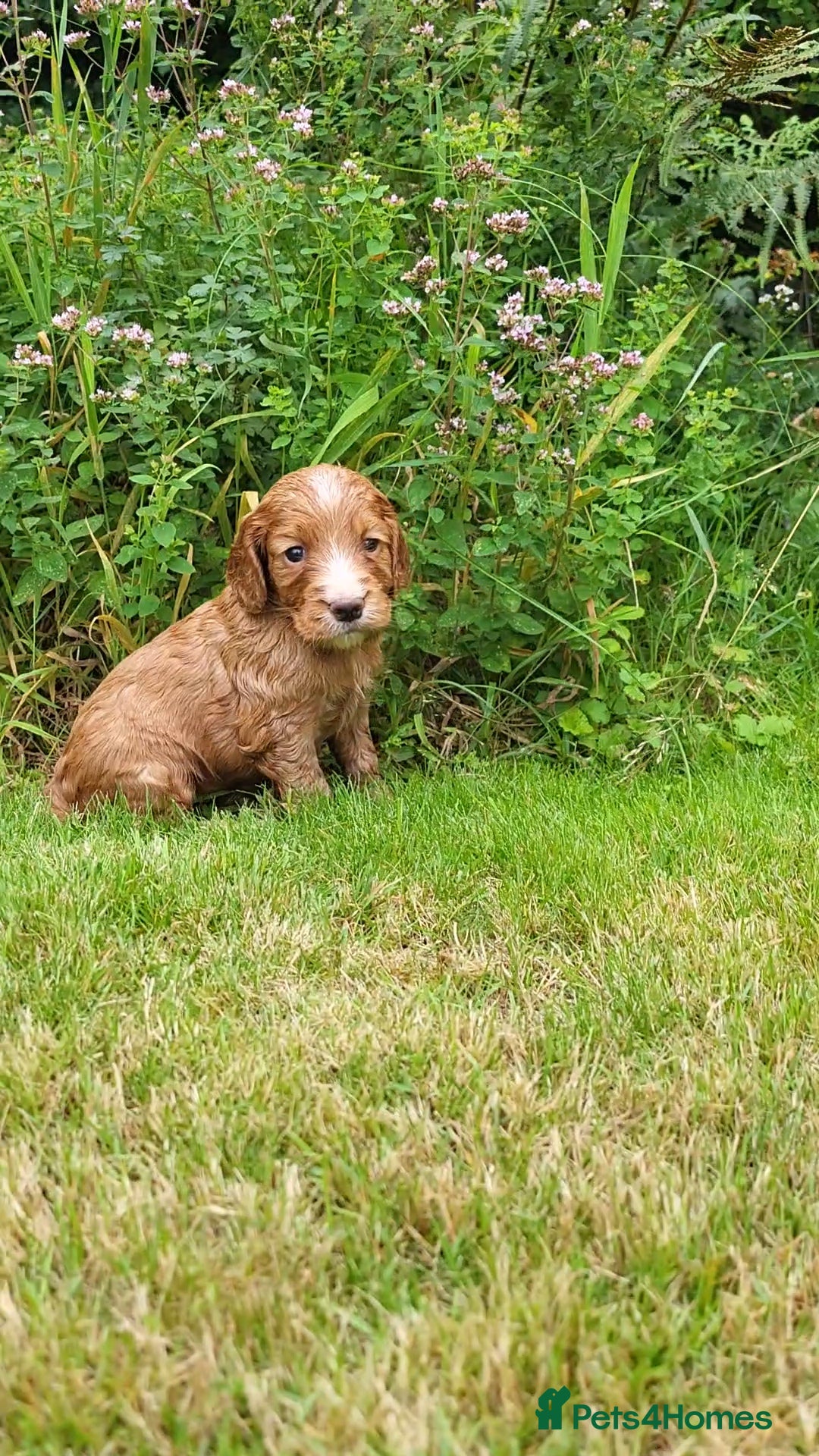Cocker Spaniel dogs for sale: FTCH, KC REG working cocker pups - Image 19
