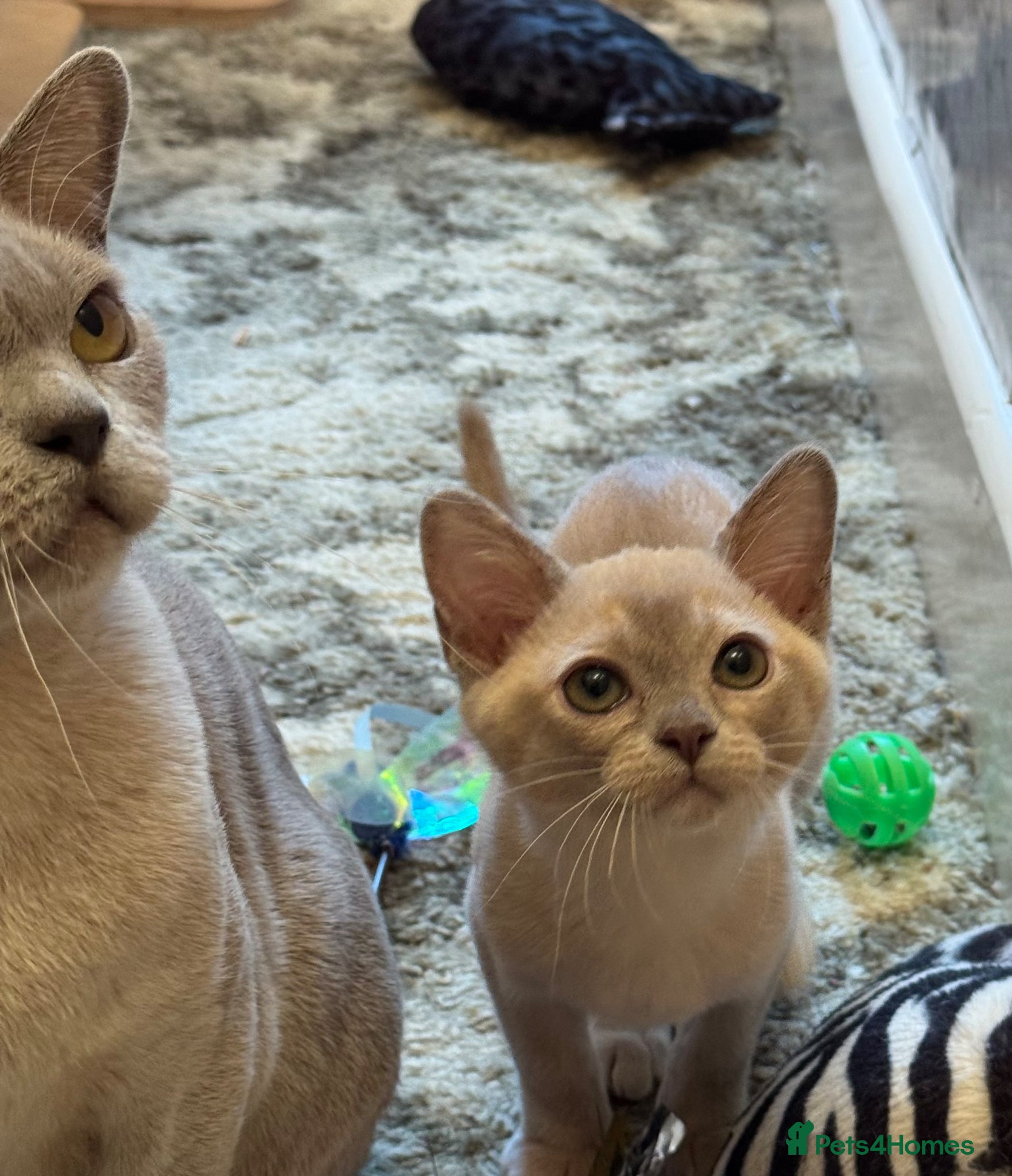 Burmese cats for sale: Adorable Burmese Kittens - Advert 7