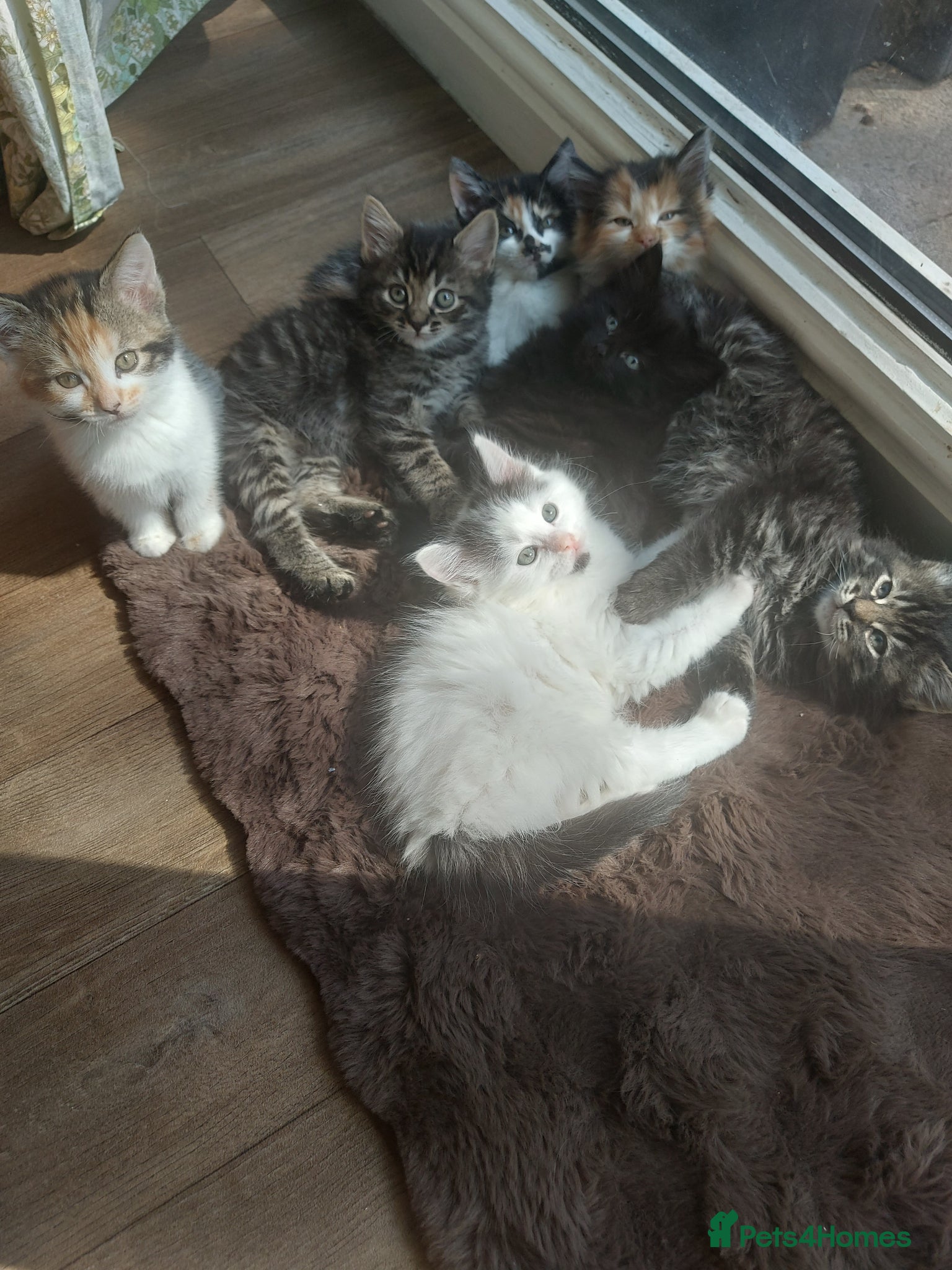 Mixed Breed cats Beautiful kittens ready now  - Advert 3