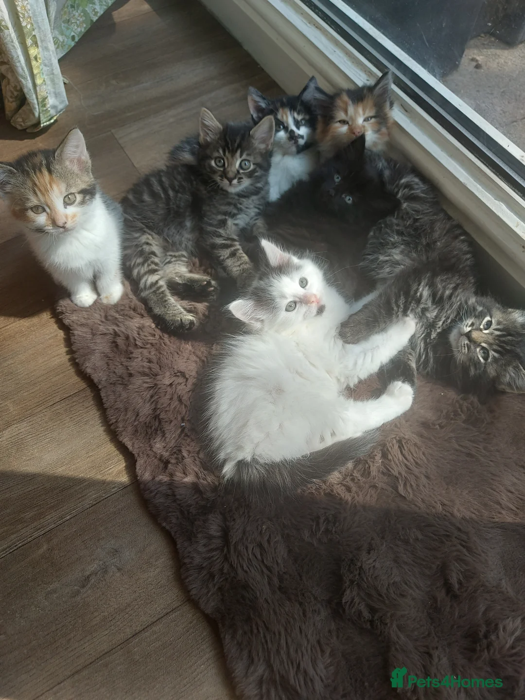 Mixed Breed cats for sale: Beautiful kittens ready now  - Advert 1