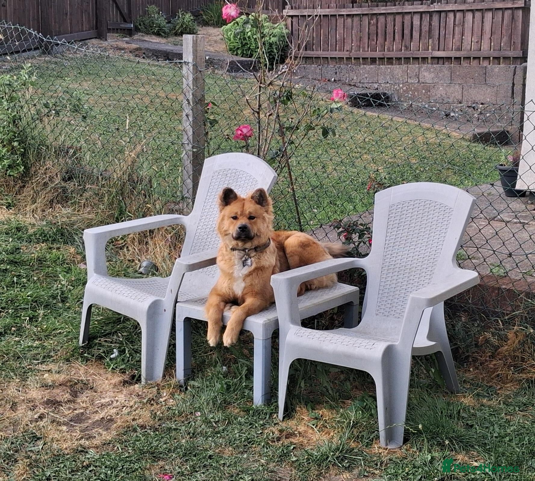 Mixed Breed dogs Malamute X Akita Mix called Kaiser  - Advert 1