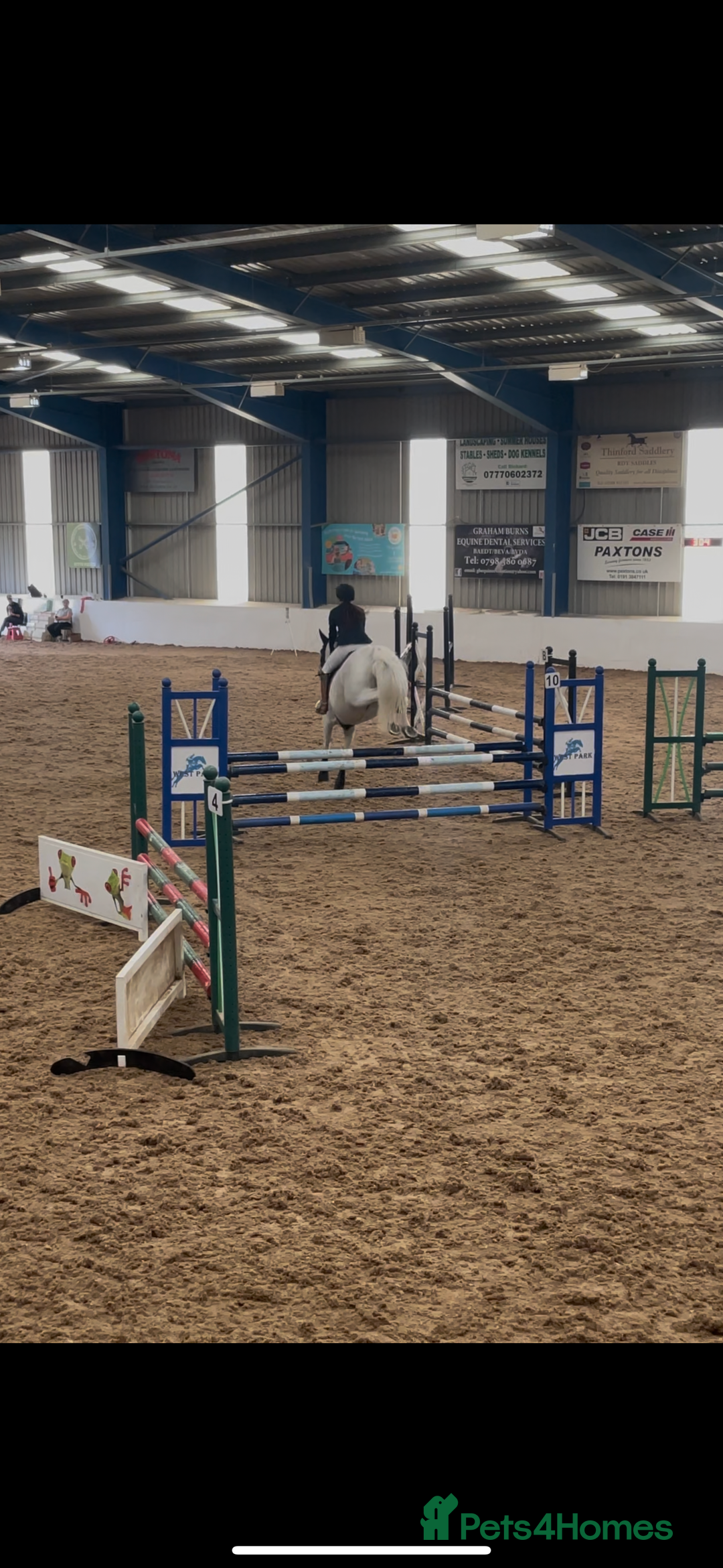 English Warmblood horses for sale: 16hh Schoolmistress  - Image 21