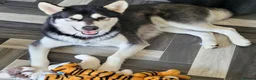 Alaskan Malamute dogs for stud: Proven Alaskan malamute for stud in Sheffield - Advert 10