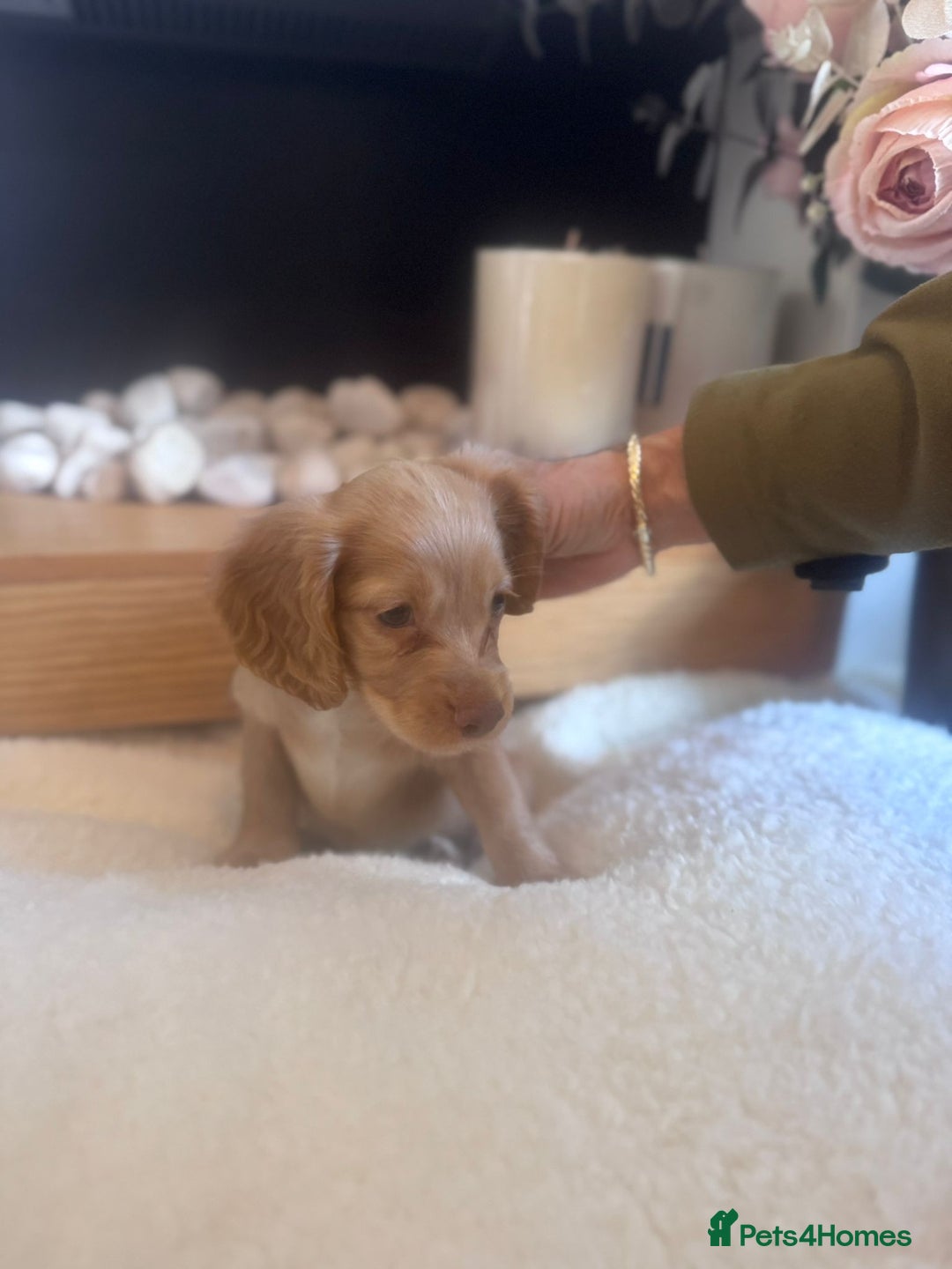Cockapoo dogs for sale: Merle cockapoo  - Image 3