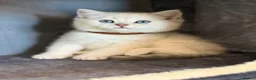 British Shorthair cats for sale: British sh kittens Golden point TICA - Advert 13