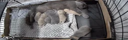 British Shorthair cats for sale: GCCF Registered British Shorthair Kittens - Advert 2