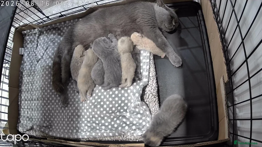 British Shorthair cats for sale: GCCF Registered British Shorthair Kittens - Advert 2