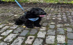 Cocker Spaniel dogs for sale: English show cocker spaniel male - Image 2