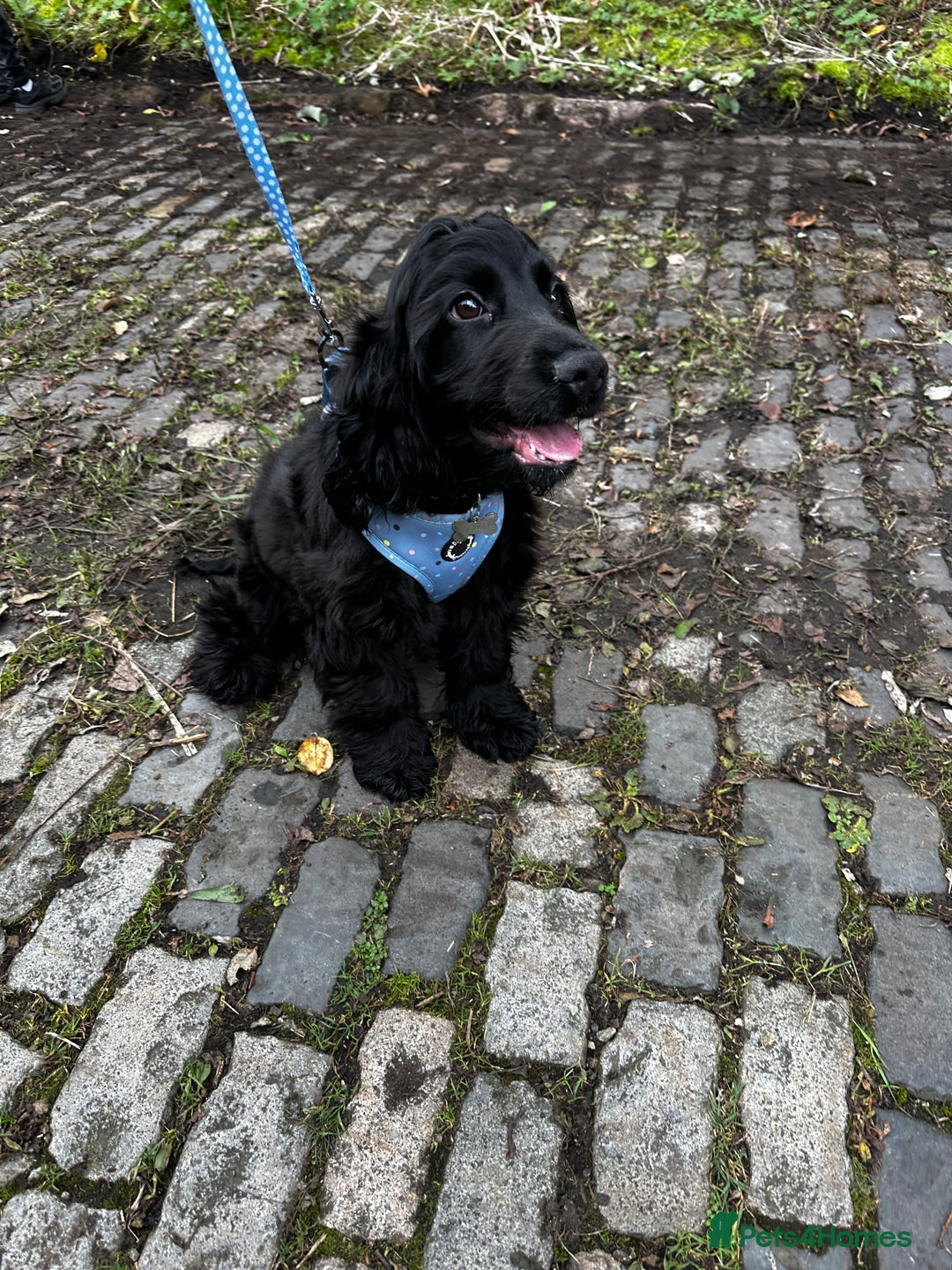 Cocker Spaniel dogs for sale: English show cocker spaniel male - Image 2