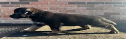 German Shepherd dogs for sale: Black & Red Show line German Shepherd in Bedford - Advert 2
