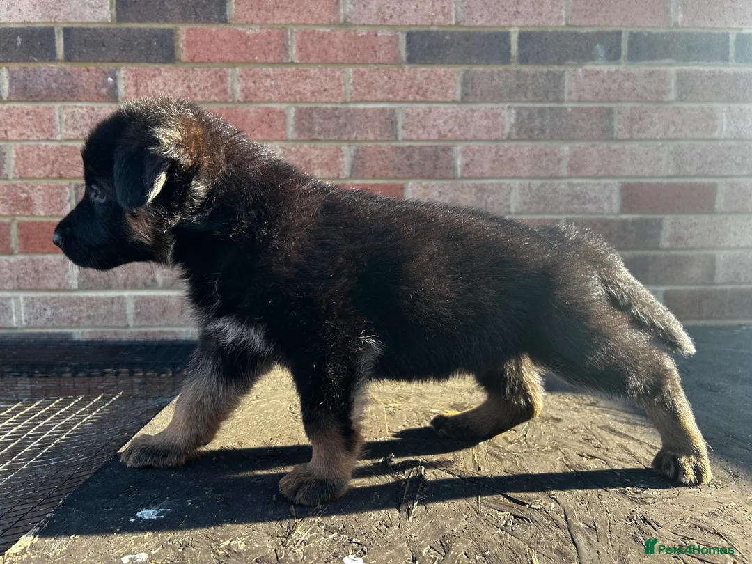 German Shepherd dogs for sale: Black & Red Show line German Shepherd in Bedford - Advert 2