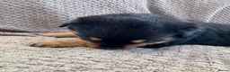 Rottweiler dogs for sale: Purebred Rottweiler bitch pup - Advert 5
