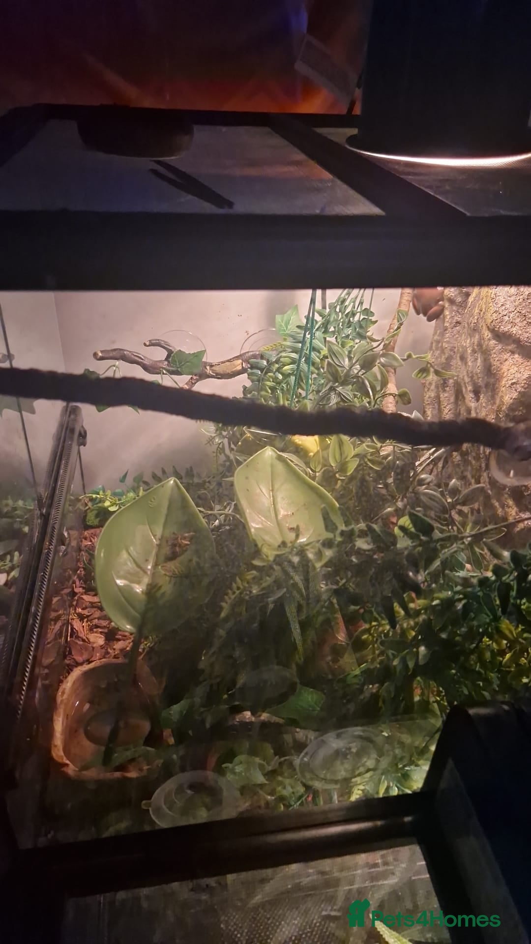 Frog reptiles for sale: 2 white tree frogs  - Image 4